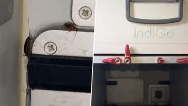 Cockroaches Found In Food Area of Flight: इंडिगो फ्लाइटच्या फूड एरियामध्ये प्रवाशाला आढळली झुरळं; विमान कंपनीने दिली 'अशी' प्रतिक्रिया